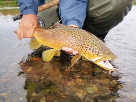 Brown trout Brown trout