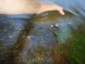 Grayling about to swim away Grayling about to swim away