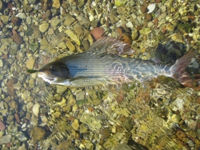 Feisty grayling Feisty grayling