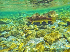 Crystal clear water and pretty wild trout Crystal clear water and pretty wild trout