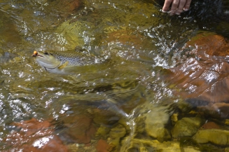 A good fighter shortly before landing A good fighter shortly before landing