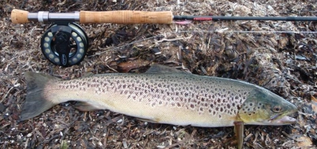 The gear fish The gear fish