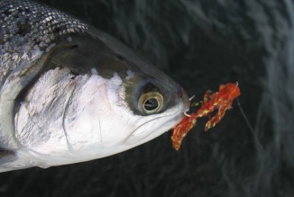 Orange variation Orange variation