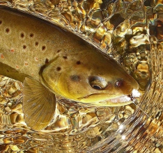 On the dry On the dry