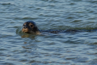 Seal Seal