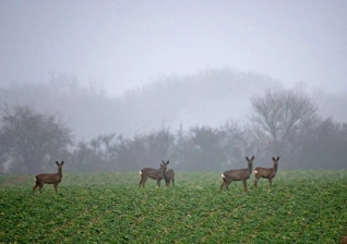 Deer Deer