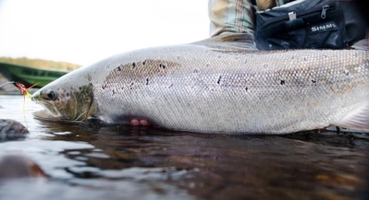Huge fish on a tube Huge fish on a tube