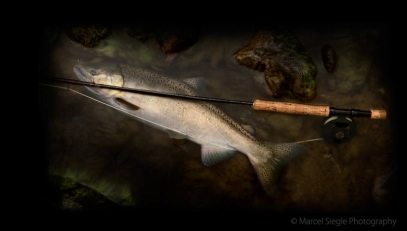 Bright fish, dark background Bright fish, dark background