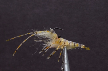 Another Kern Lund shrimp Another Kern Lund shrimp