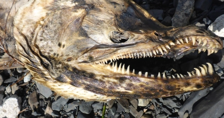 After the spawn After the spawn