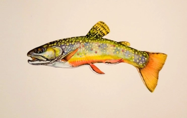 Small trout Small trout