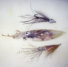 Comparison Comparison