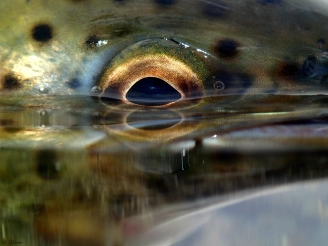 Eye in the surface Eye in the surface