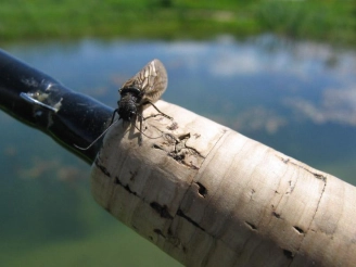 Alder fly IV Alder fly IV