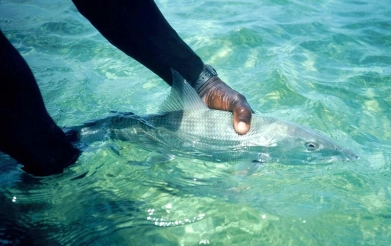 Releasing a bonefish Releasing a bonefish