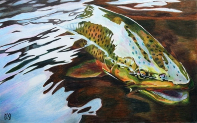 Trout release Trout release