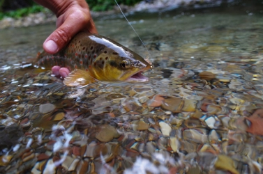 Slovak brown trout Slovak brown trout