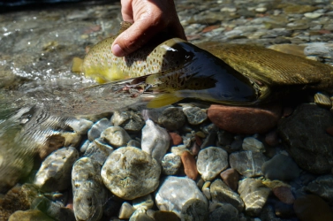 The clarity The clarity