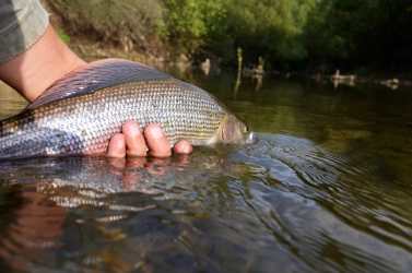 Hard to catch Hard to catch