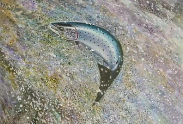 Spring Salmon running the Wier Spring Salmon running the Wier