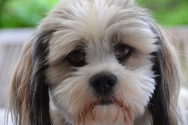 Oscar - the dubbing supplier Oscar - the dubbing supplier