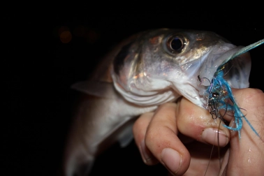 Average specimen Average specimen