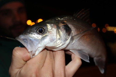 Portugese sea bass Portugese sea bass