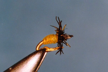 Polar Bear Midge Polar Bear Midge