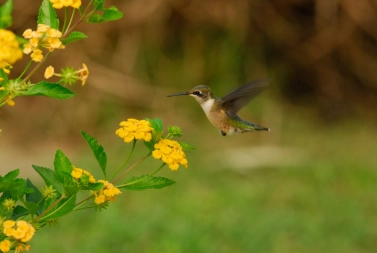 Hummingbird Hummingbird