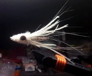 Simple squid Simple squid