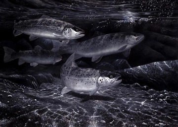 Night Fishing for Sea Trout Night Fishing for Sea Trout