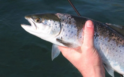 For sea trout For sea trout