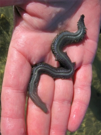 A handful A handful