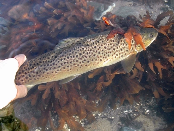 Releaseing Releaseing