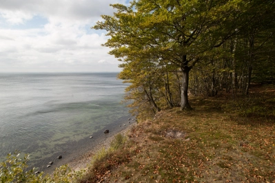 The forret The forret