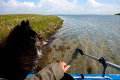 Sailing dog Sailing dog