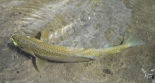 Bar Guac caught fish Bar Guac caught fish