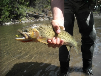 Bar Guac cutthroat trout Bar Guac cutthroat trout