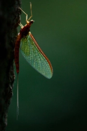 Golden beauty Golden beauty