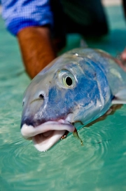 Bonefish Bonefish