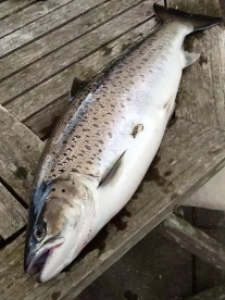 Sea trout Sea trout