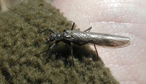 Fishing in New York Gallery Fishing in New York Gallery