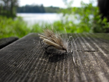 Foam CDC Caddis Foam CDC Caddis