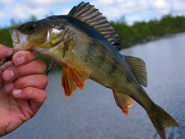 Perch Perch