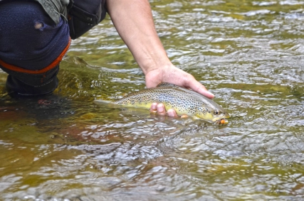 The brown trout just loved my hopper fly The brown trout just loved my hopper fly
