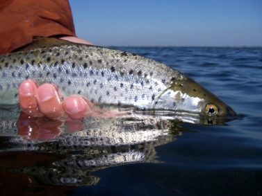 Fish reflection Fish reflection