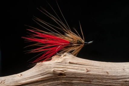 Irish shrimp Red Tag Irish shrimp Red Tag