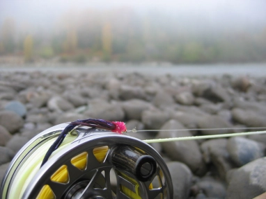 Bunny Leech Bunny Leech