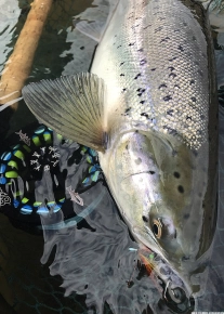 Fish on the Autumn Hooker Fish on the Autumn Hooker