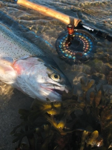 Fish and gear Fish and gear